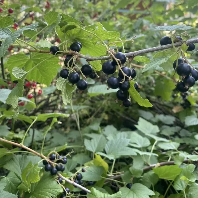 Grappes de cassis sur la branche