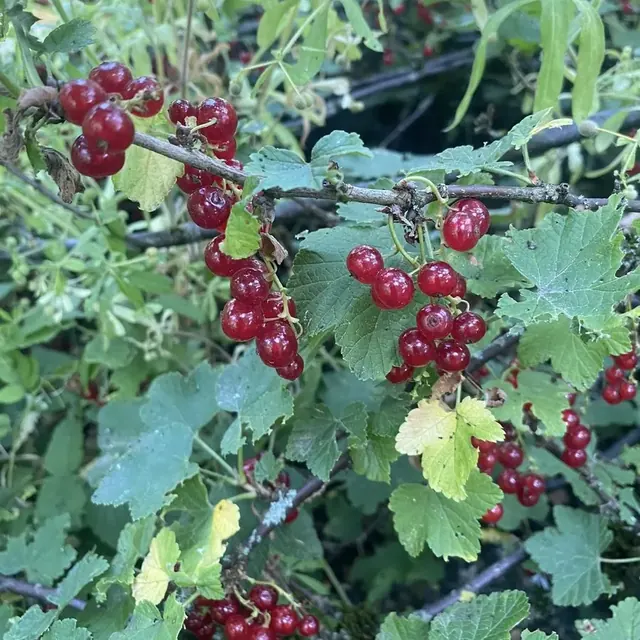 Grappes de groseilles sur la branche