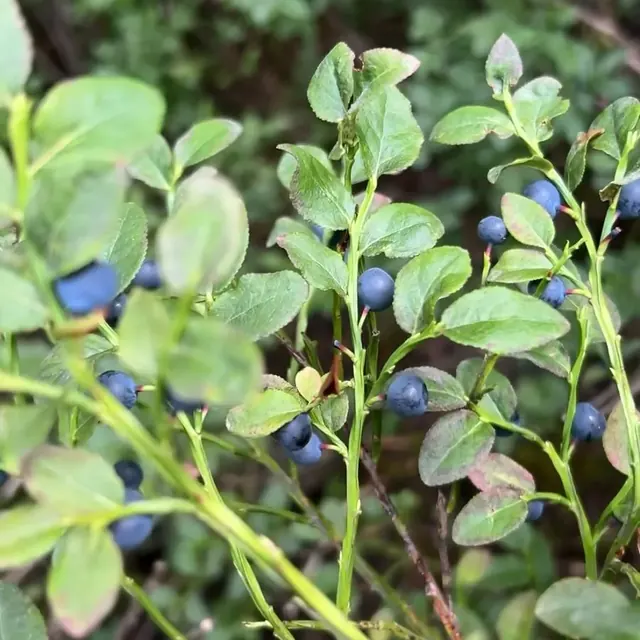 Myrtilles sauvages sur leur branche