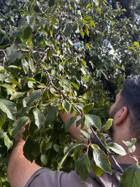Cueillette de prunes sur l’arbre